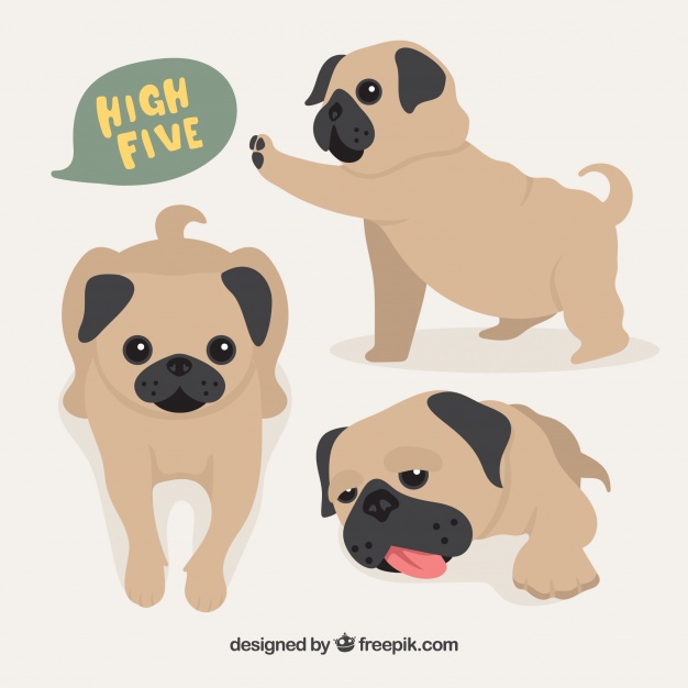 626x626 Baby Pug Dogs Vector Free Download