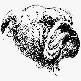 310x310 Pug Vector Watermelon Free Graphics Uihere