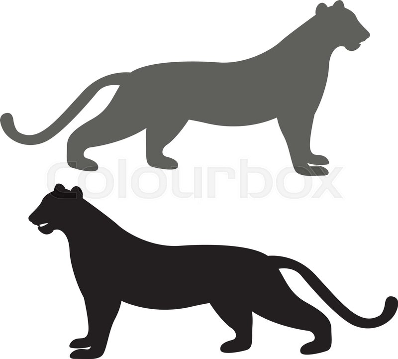 800x721 Puma Vector Illustration Black Stock Vector Colourbox