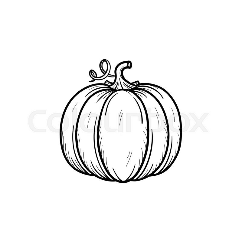 800x800 Vector Hand Drawn Pumpkin Outline Stock Vector Colourbox