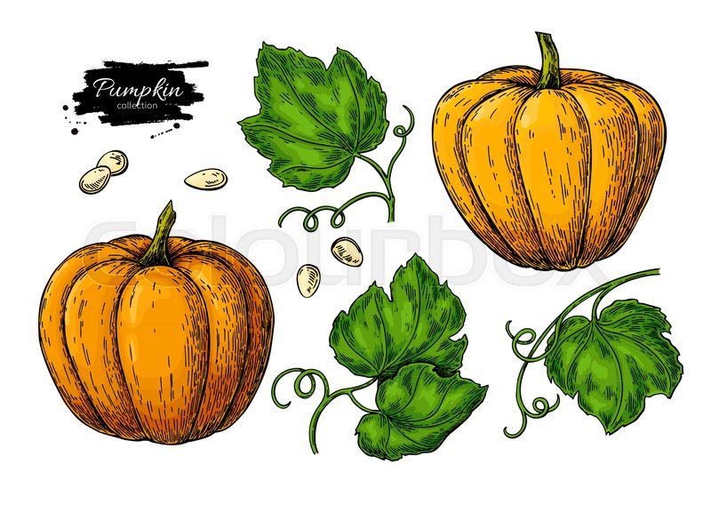 800x568 Pumpkin Vector Drawing Set Isolated Stock Vector Colourbox