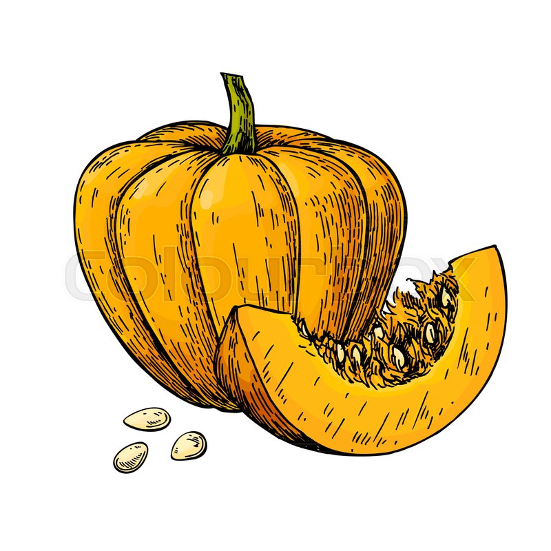 800x800 Pumpkin Vector Drawing Isolated Hand Stock Vector Colourbox