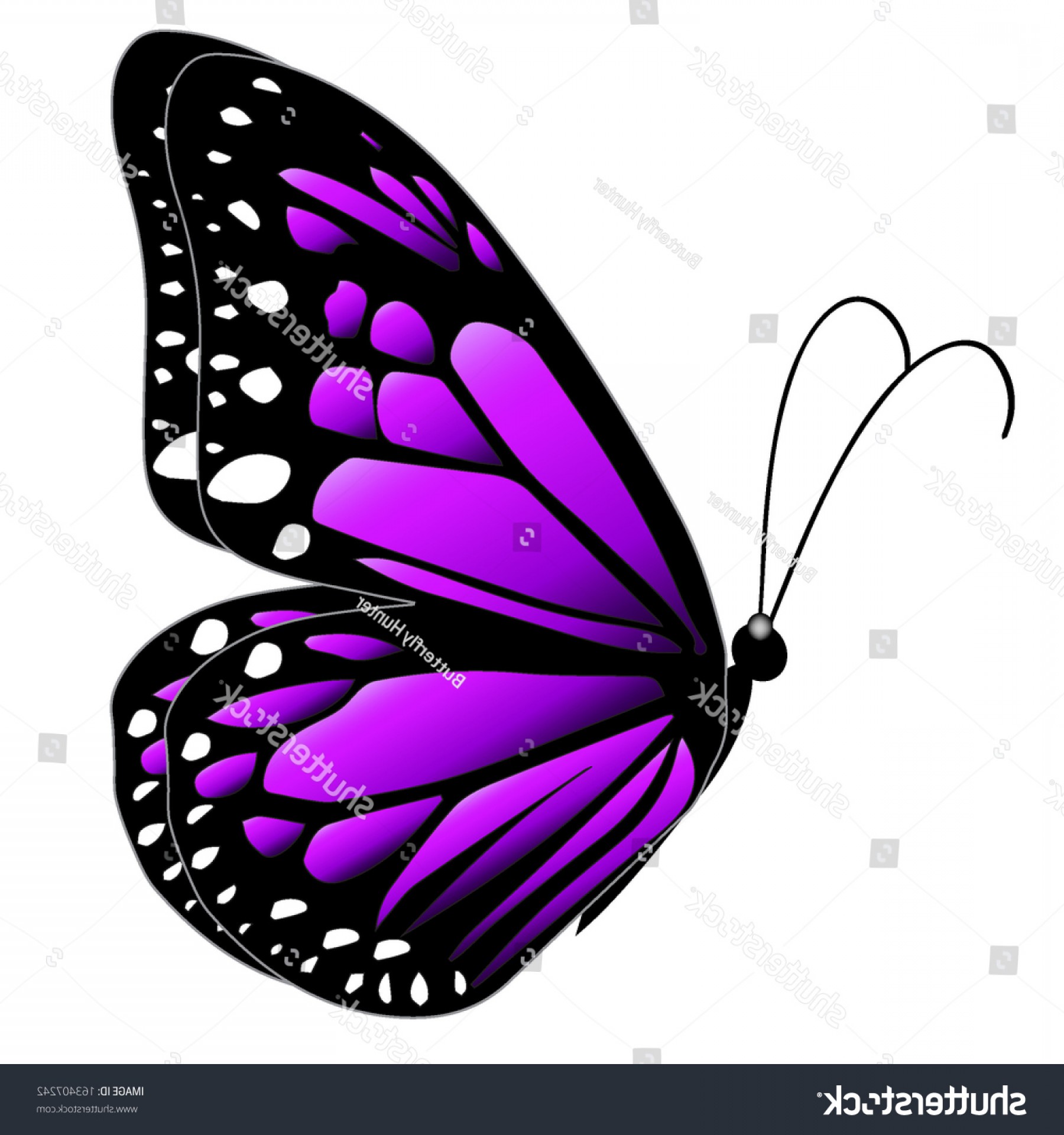 Illustration Purple Butterfly Flying On White Handandbeak 1800x1920 Illustration Purple Butterfly Flying On White Handandbeak