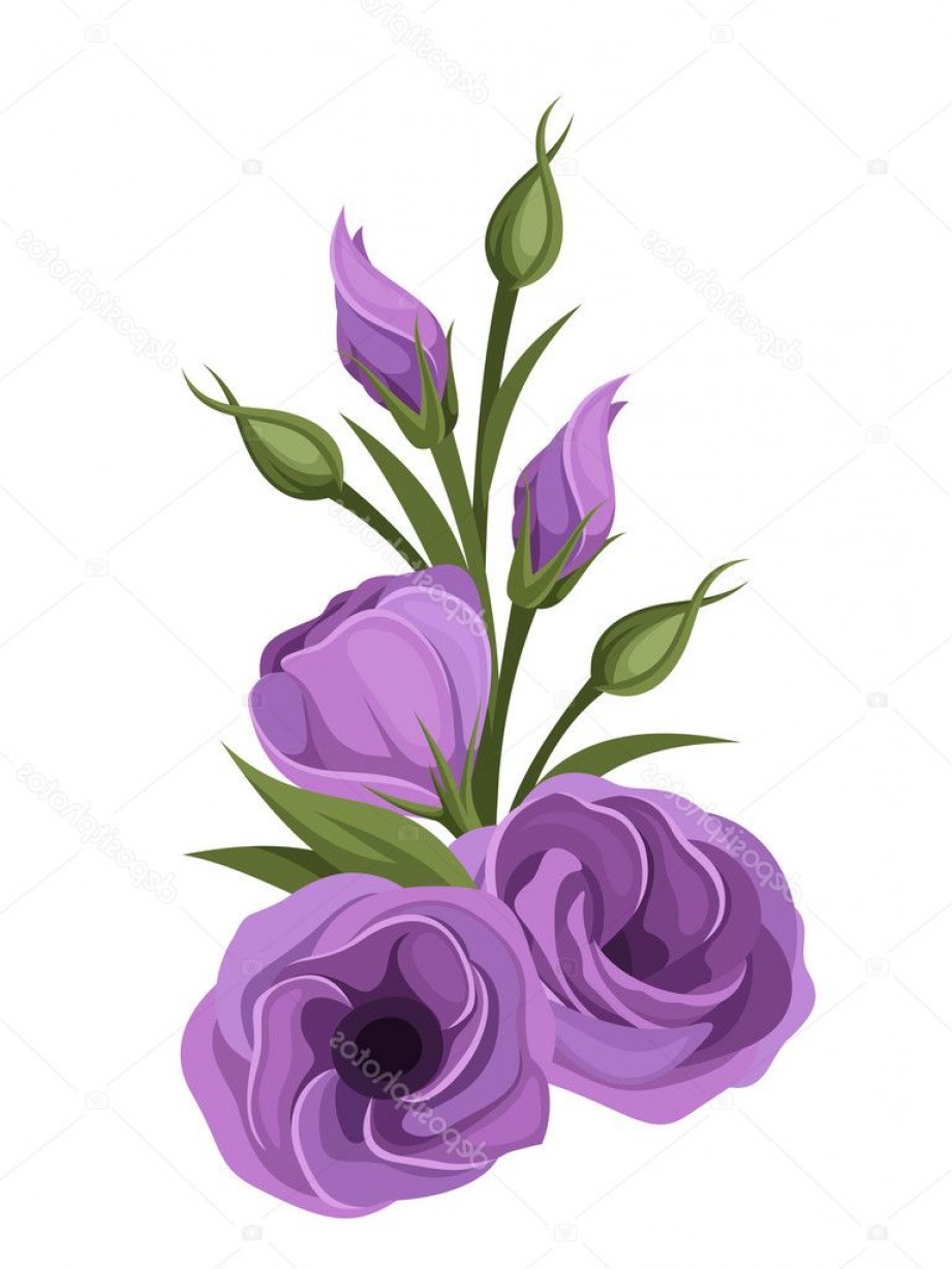 921x1228 Stock Illustration Purple Lisianthus Flowers Vector Illustration