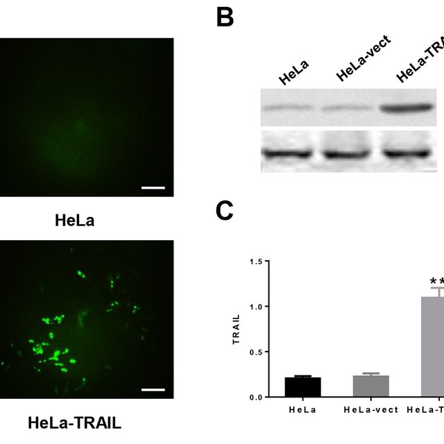 640x640 Trail Protein Expression In Hela Cells Transfected With Pvector