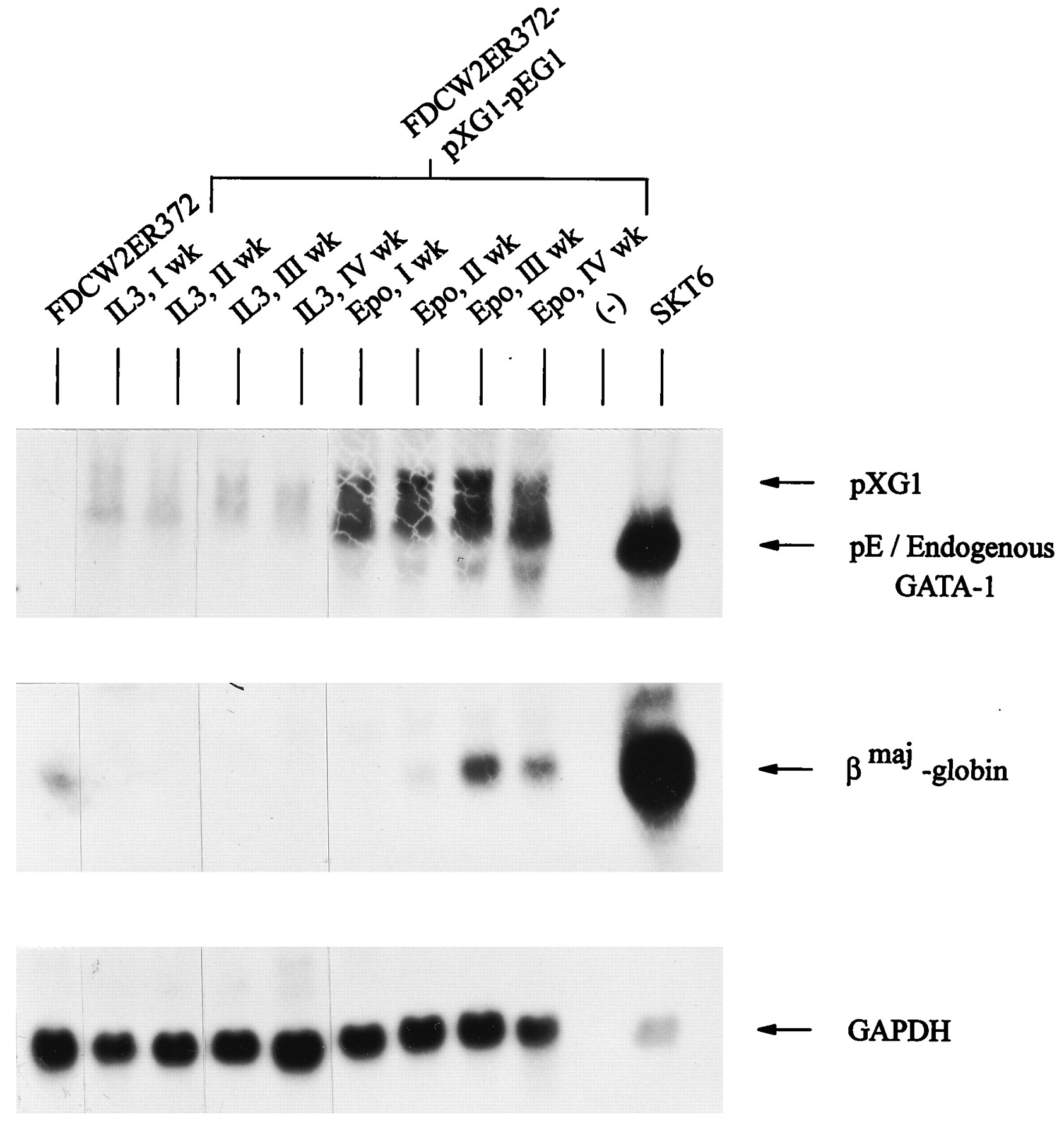 1686x1800 Gata Dominantly Activates A Program Of Erythroid Gene Expression