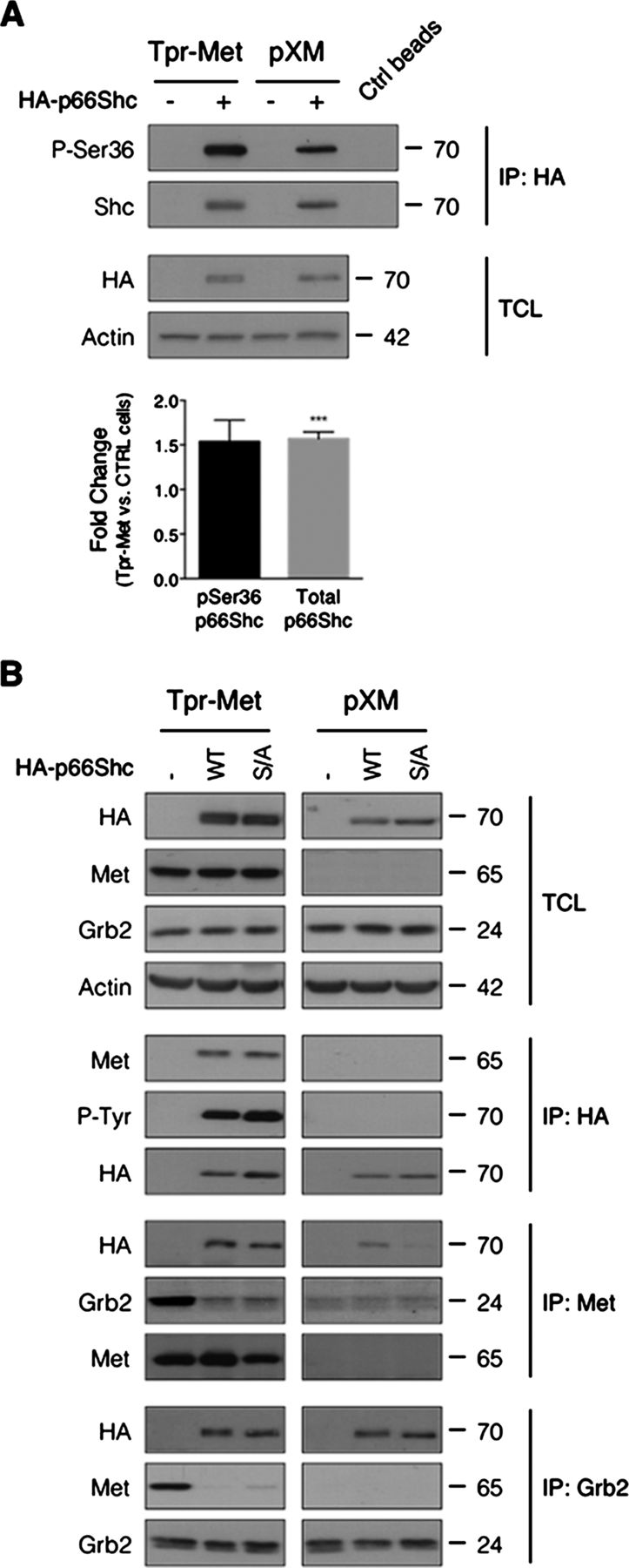 723x1800 Non Canonical Dynamic Mechanisms Of Interaction Between