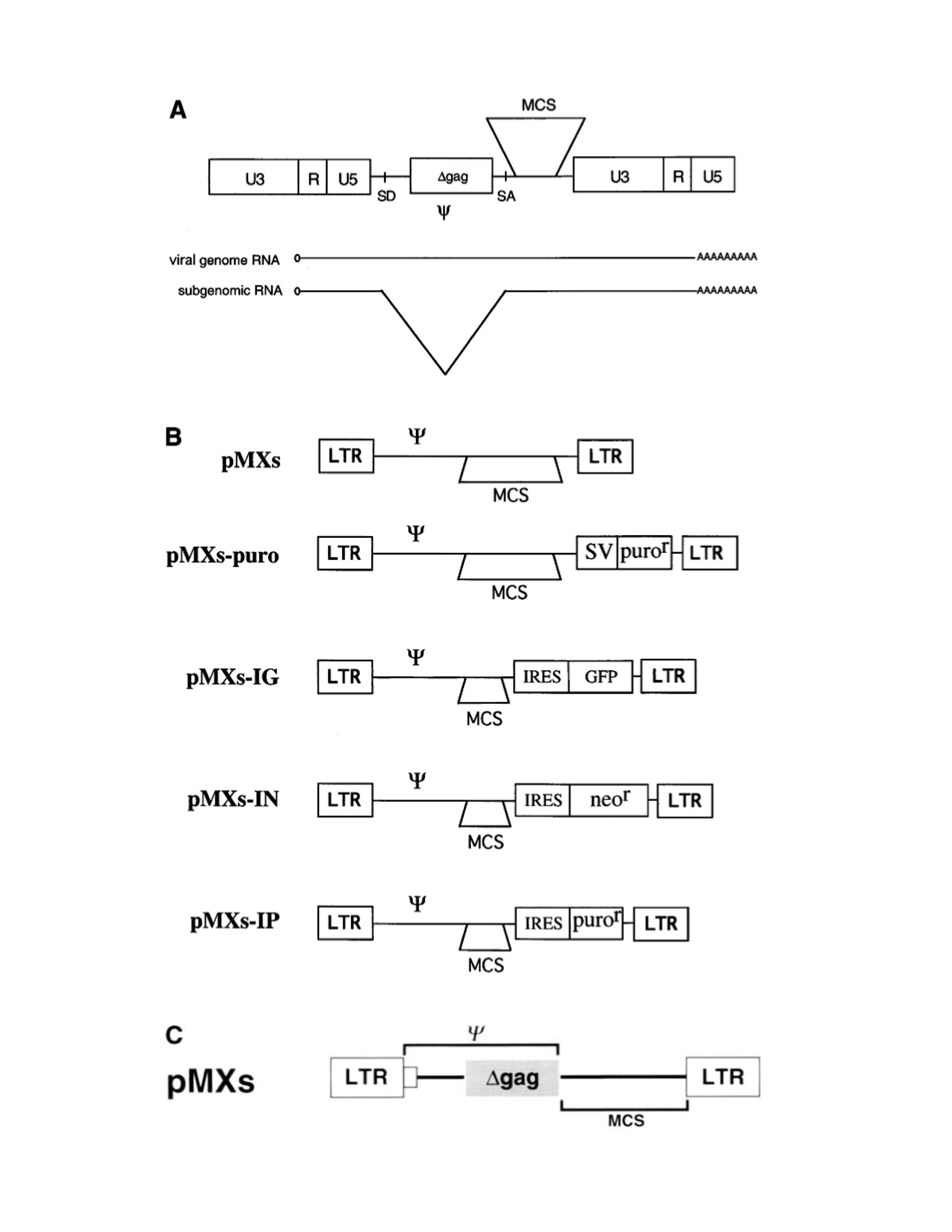 2550x3300 Addgene Vector Database