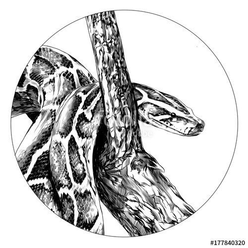 Python Vector Graphics at Vectorified.com | Collection of ...