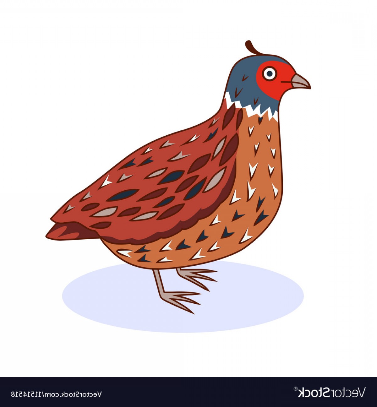 Quail Vector