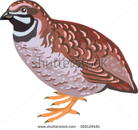 450x424 Cute Quail Clipart