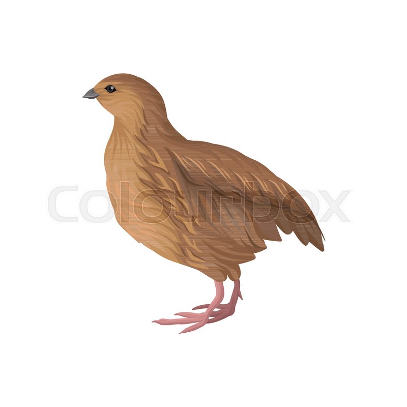 800x800 Quail, Poultry Breeding Vector Stock Vector Colourbox