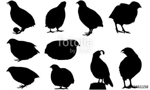 500x300 Quail Silhouette Vector Graphics Stock Image And Royalty Free
