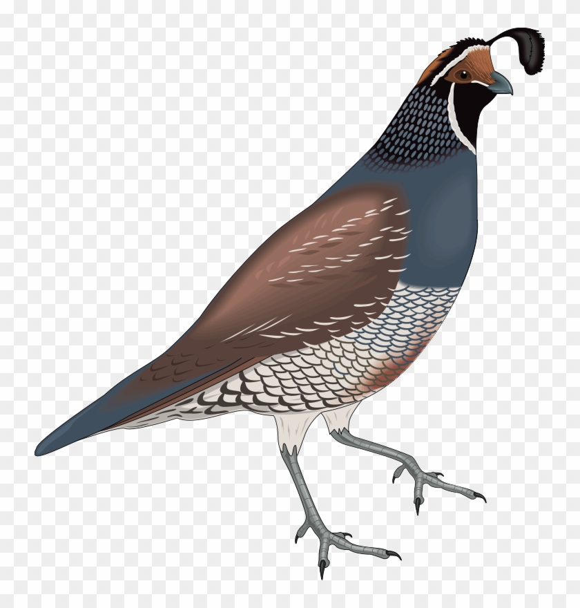 840x880 Bird Free Vector