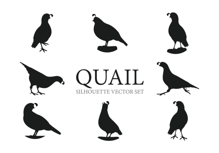 700x490 Quail Silhouettes Vectors