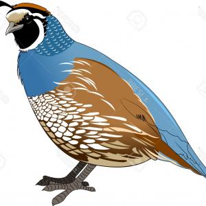 300x300 Quail Vector Newwaysys