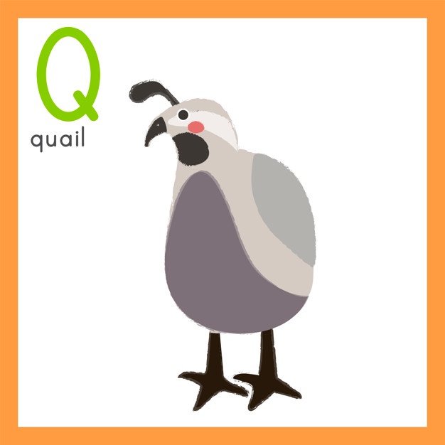 626x626 Quail Vectors, Photos And Free Download