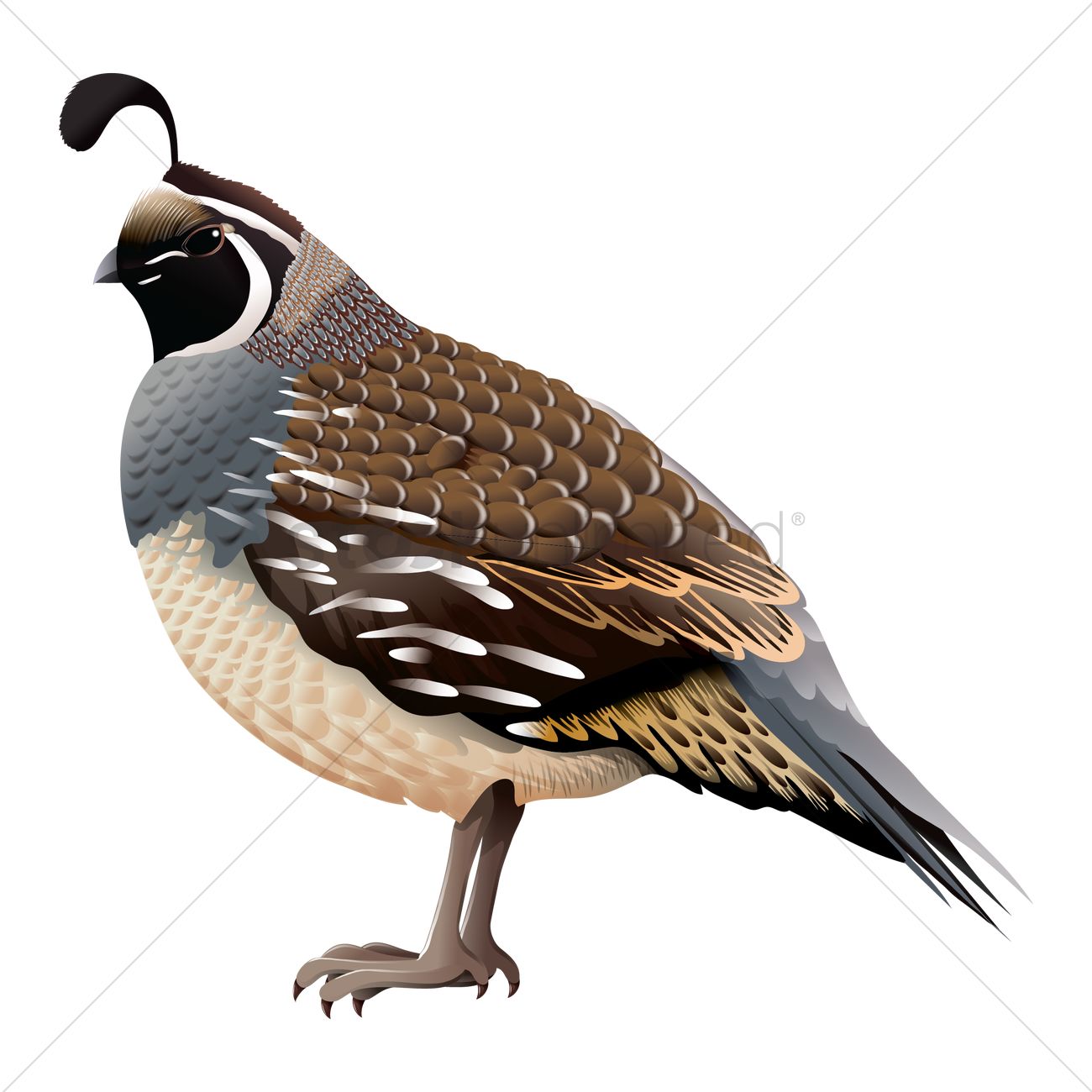 1300x1300 Quail Bird Vector Image