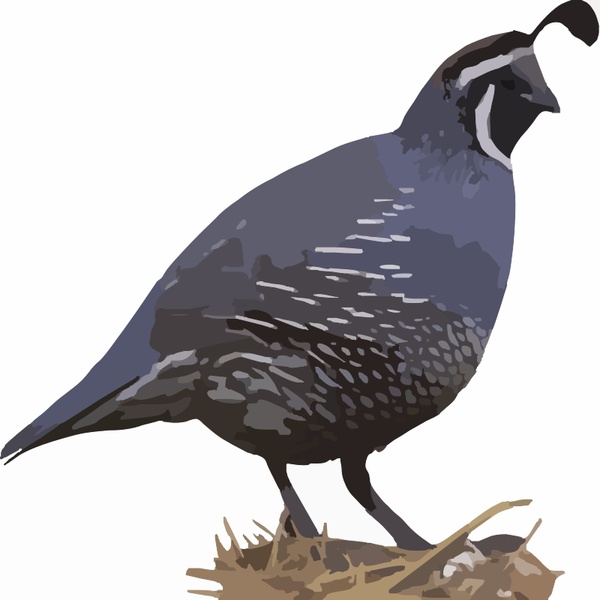 600x600 Quail Vector Images Free Vector Download