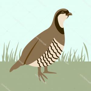 300x300 Stock Illustration Bird Quail Vector Illustration Flat Newwaysys