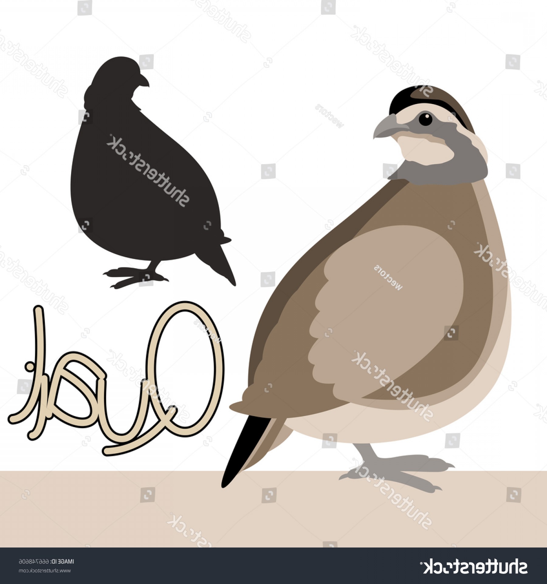 1800x1920 Bird Quail Vector Illustration Style Flat Soidergi
