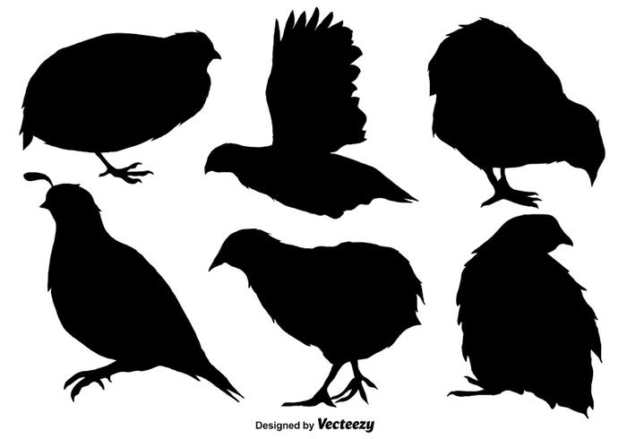 700x490 Vector Quail Vector Set