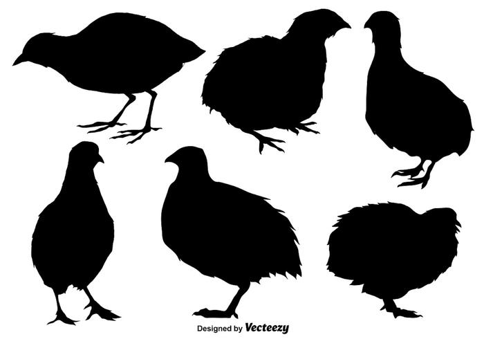 700x490 Vector Set Of Quail Flat Iconssilhouettes