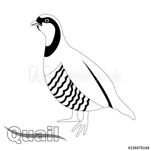 500x500 Bird Quail, Vector Illustration