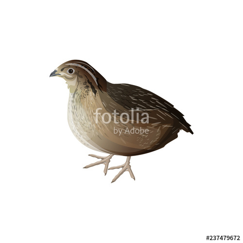 500x500 Bird Quail Vector Stock Image And Royalty Free Vector