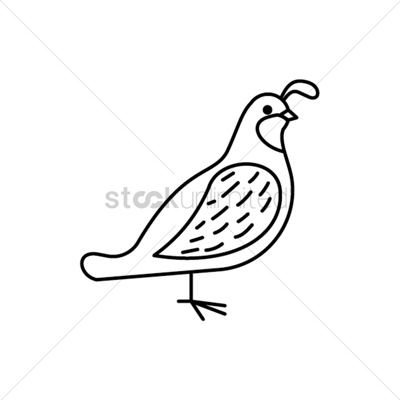 1300x1300 California Quail Vector Image