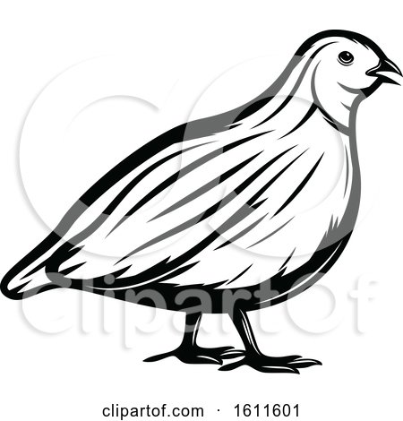 450x470 Clipart Of A Black And White Quail