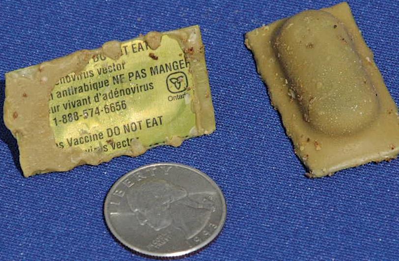 812x531 Safety And Immunogenicity Of Ontario Rabies Vaccine Bait