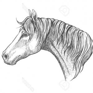 300x300 Photostock Vector Racehorse Head Sketch Icon For Horse Racing