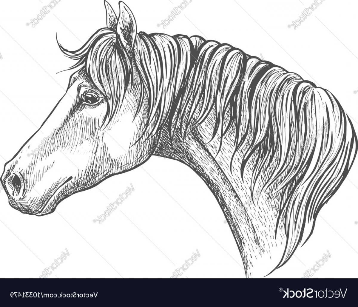 1200x1029 Quarter Horse Head Vector Studiogrfx