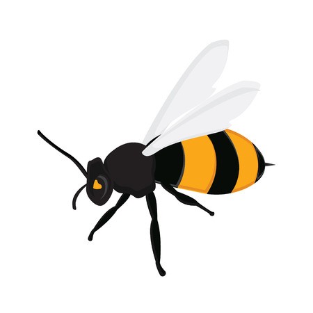 Vector Illustration Honey Bee Flying Queen Bee Isolated On White 450x450 Vector Illustration Honey Bee Flying Queen Bee Isolated On White