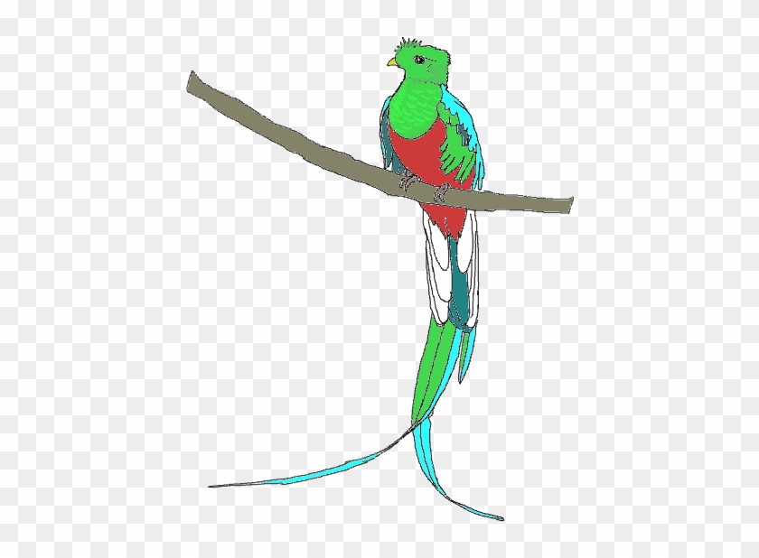 840x618 Quetzal Free Images At Clker Com Vector Clip Art Online