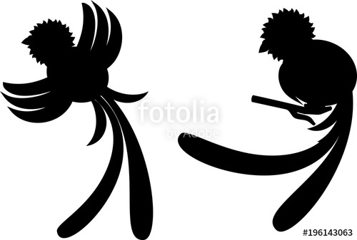 500x337 Silhouettes Of Tropical Bird Resplendent Quetzal Stock Image