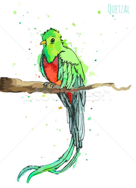 436x600 Watercolor Green Quetzal Bird With A Long Tail On A White