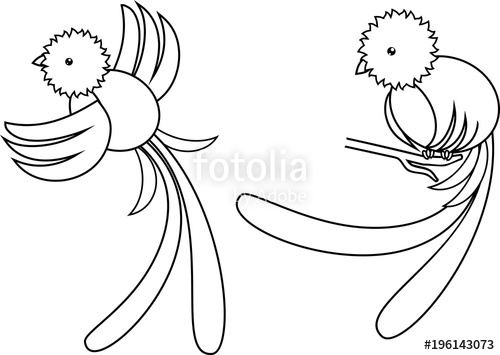 500x355 Coloring Page Tropical Bird Resplendent Quetzal Stock Image