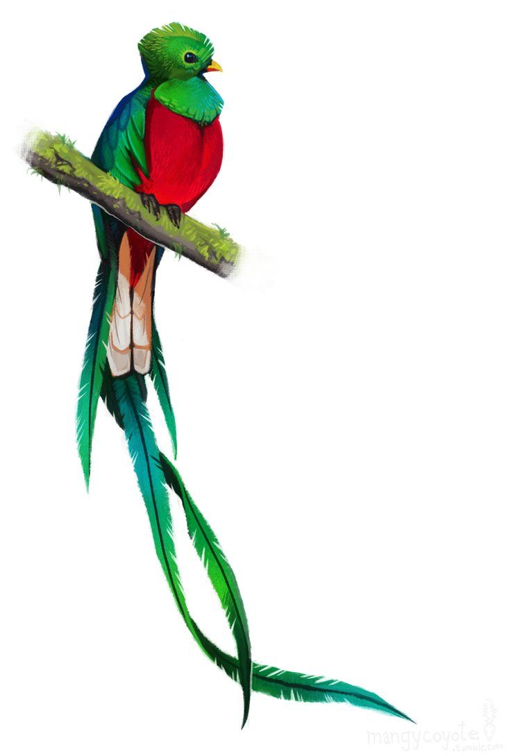 733x1089 Huge Collection Of 'quetzal Bird Drawing' Download More Than