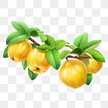 360x360 Quince Png, Vector, And Clipart With Transparent Background