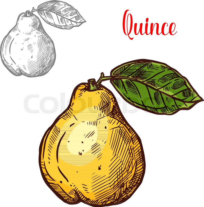 788x800 Quince Sketch Isolated Icon Of Exotic Stock Vector Colourbox