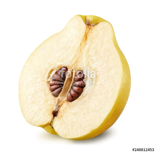 500x490 Quince Vector Illustration Stock Image And Royalty Free Vector