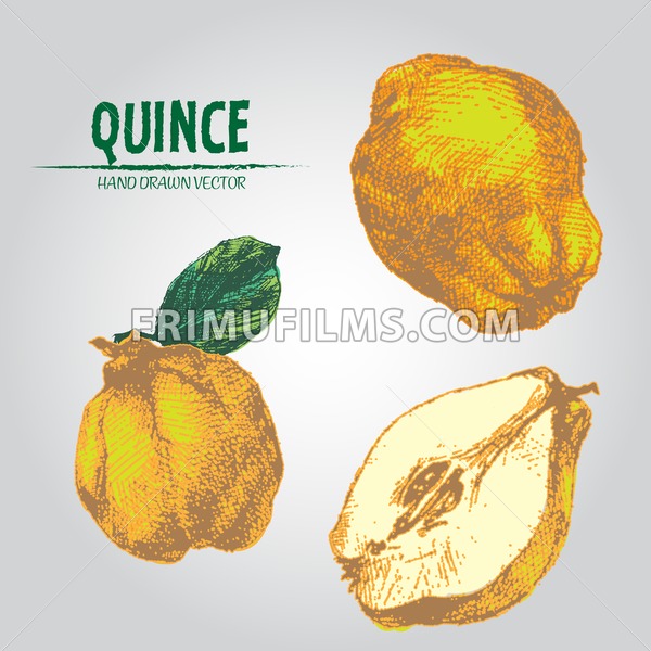 600x600 Digital Vector Detailed Color Quince Hand Drawn Frimufilms