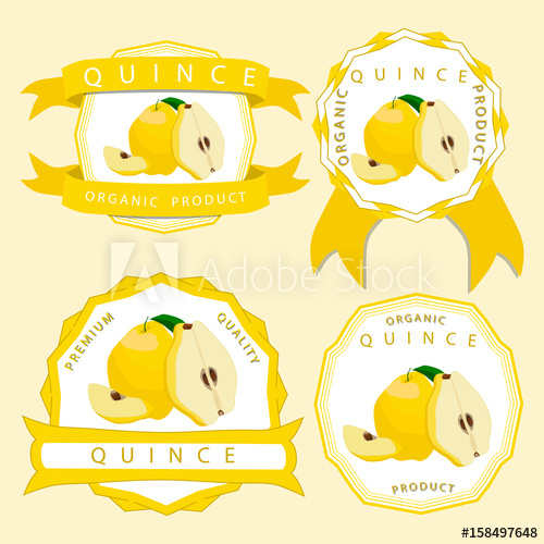 500x500 Vector Illustration Logo For Whole Ripe Yellow Fruit Quince,green