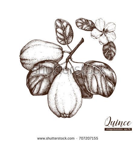 450x470 Vector Quince Vintage Sketch Hand Drawn Illustration Engraved