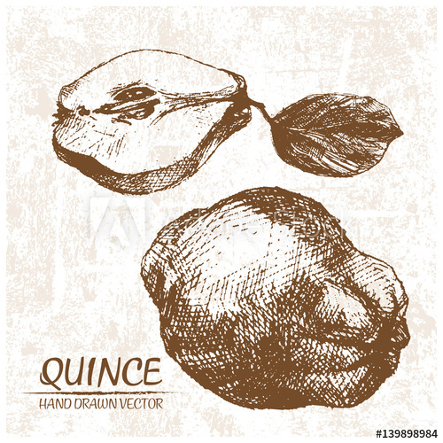 500x500 Digital Vector Detailed Quince Hand Drawn Retro Illustration