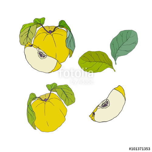 500x500 Yellow Quince Set Stock Image And Royalty Free Vector