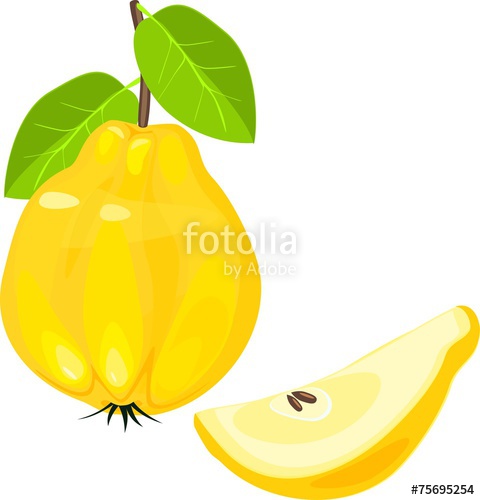 480x500 Yellow Quince Fruit Stock Image And Royalty Free Vector