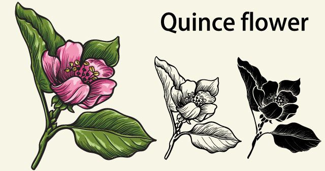 640x338 Quince Vector Flower Illustrator Tutorial Illustrator Tutorials
